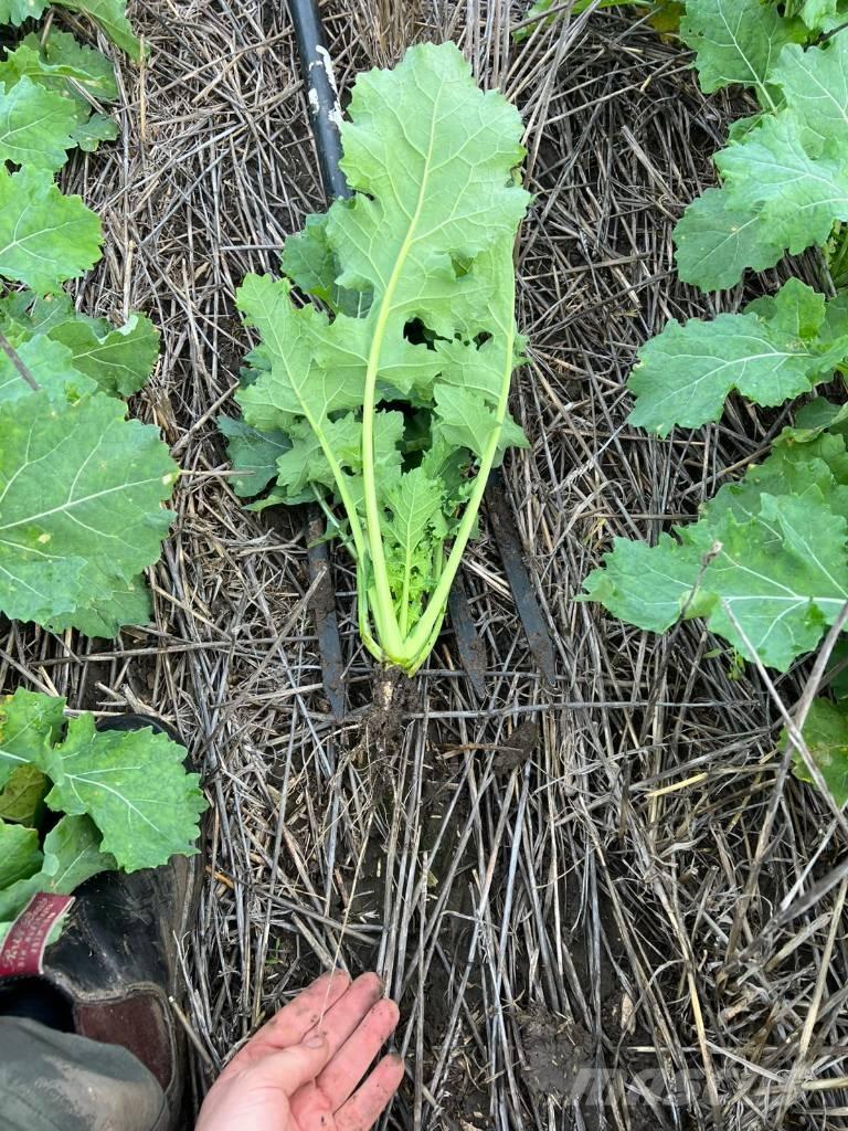 Horsch Focus 6 TD Drills