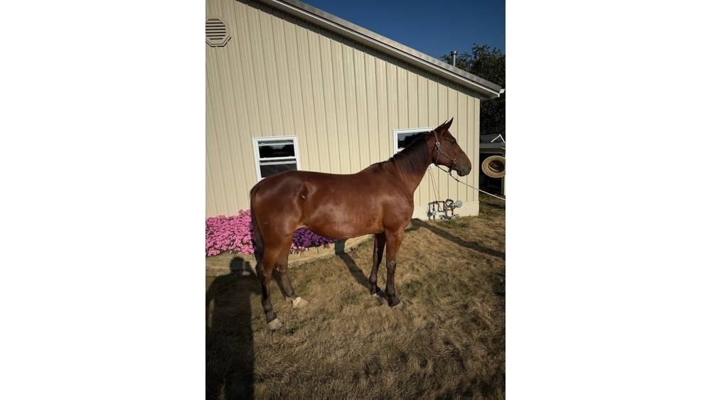 Horse Standardbred Other livestock machinery and accessories