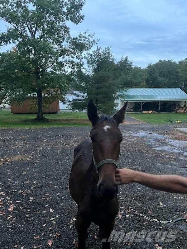  Horse Standardbred Other livestock machinery and accessories