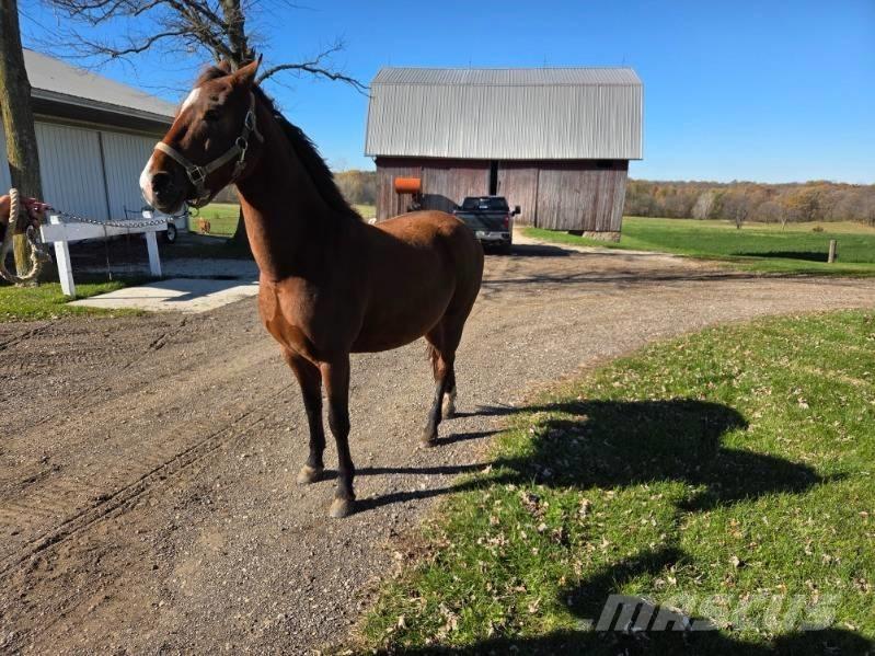  Horse Mare Other livestock machinery and accessories