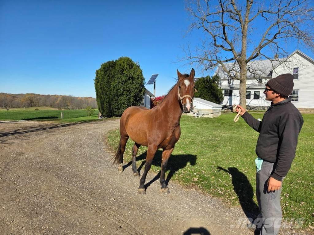  Horse Mare Other livestock machinery and accessories