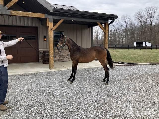 Morgan Filly Other