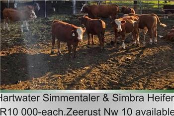  10 x Simmantaler/Simbra heifers