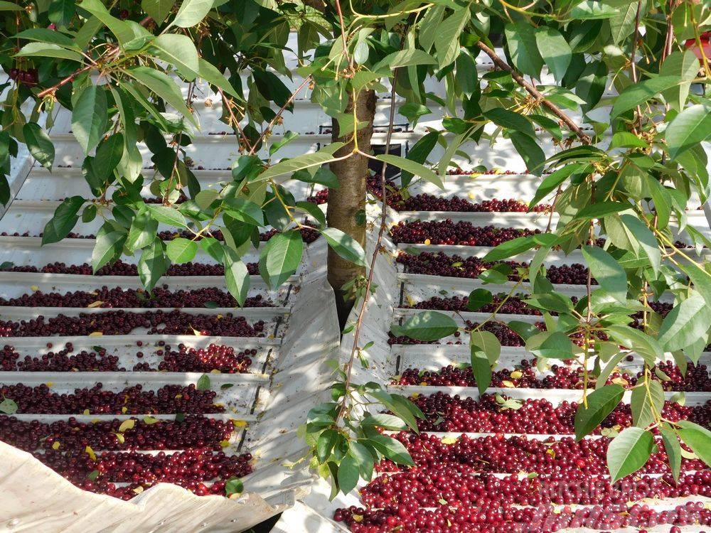 Weremczuk Otrząsarka do wiśni MAJA / Cherry harvester Olive harvesting machines